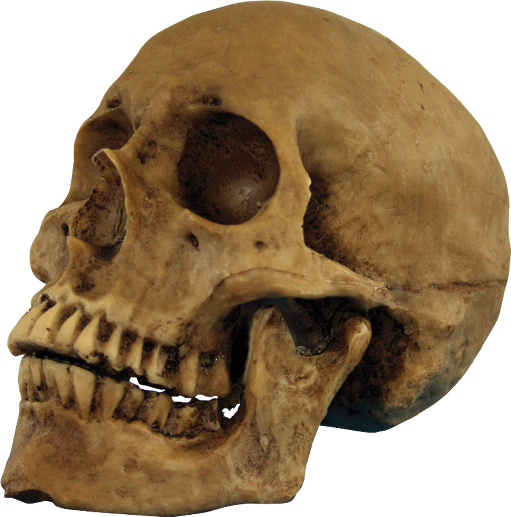 Skull Resin Cranium*