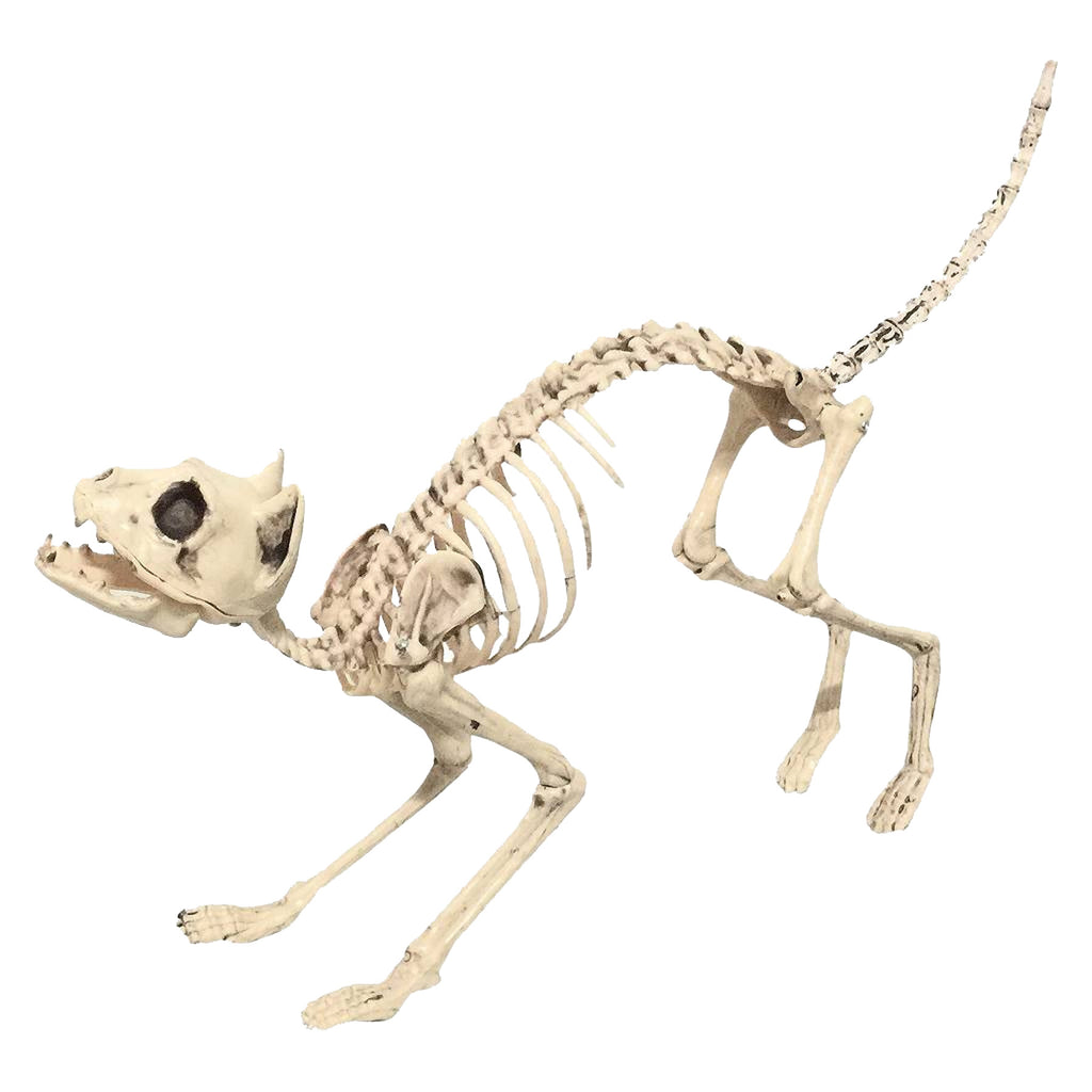 Sonic Realistic Skeleton Cat