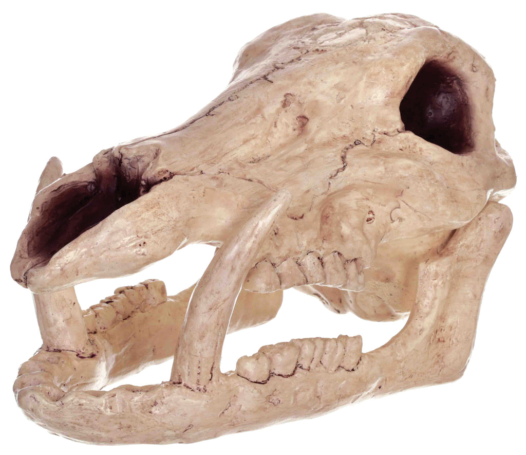 Skeleton Boar Head