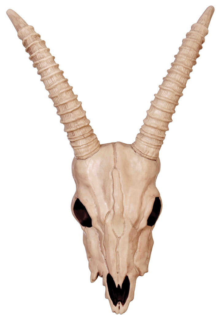 Skeleton Gazelle Head