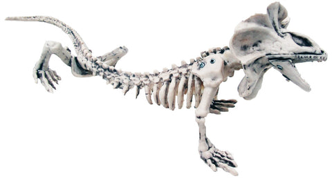 Skeleton Lizard 16 Inches