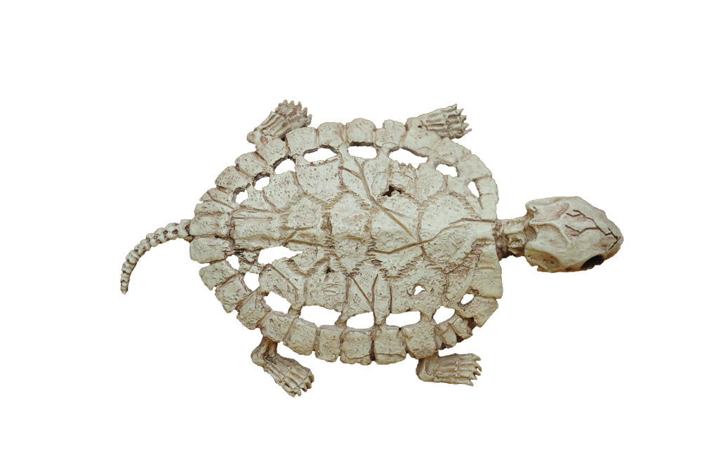 Turtle Skeleton